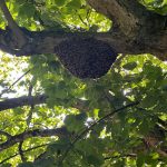 Bienenschwarm